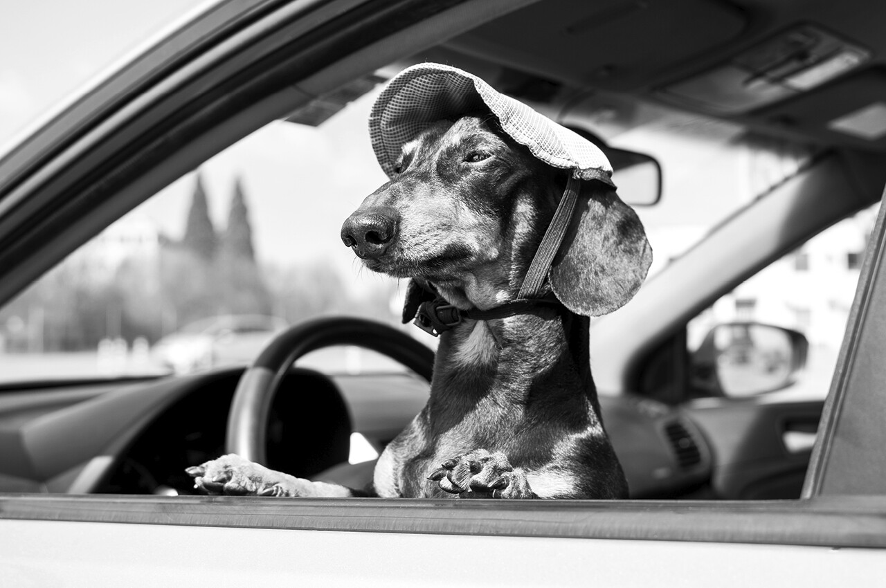 Vlinderpop 2025 Hotdog Eten Drinken