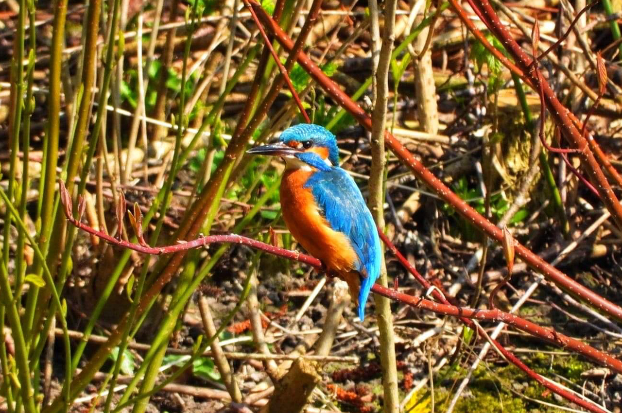 Vrienden-Park-de-Meet-IJsvogel-Koolmees-04
