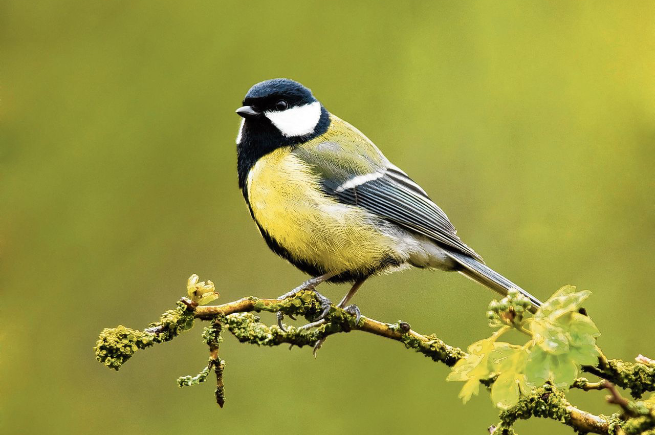 Vrienden Park de Meet Koolmeespad