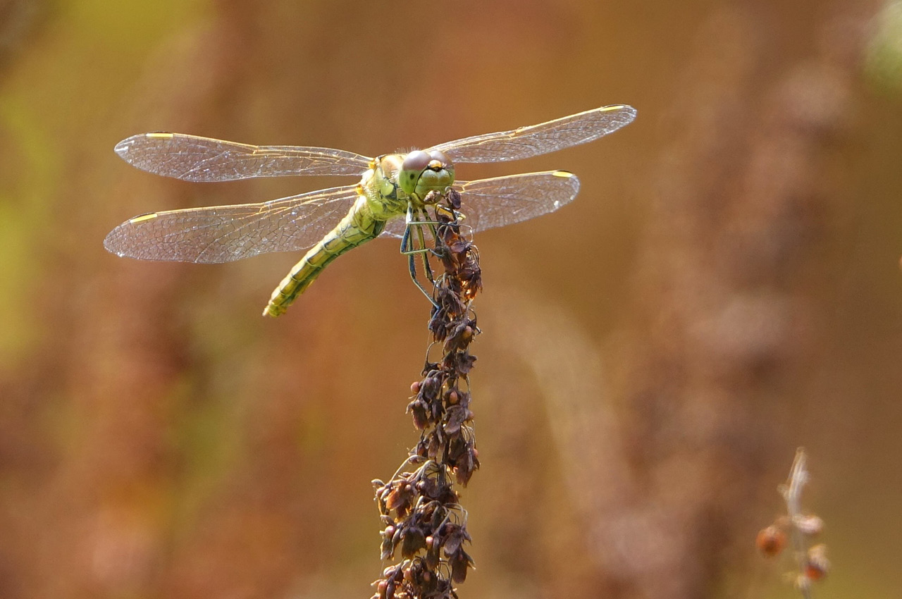 Vrienden Park de Meet Vlindertuin Nectartuin-Flora Fauna 02