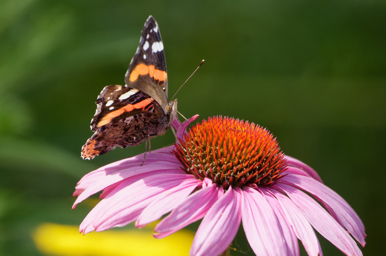 Vrienden Park de Meet Vlindertuin Nectartuin Flora Fauna Nazomeren Atalanta