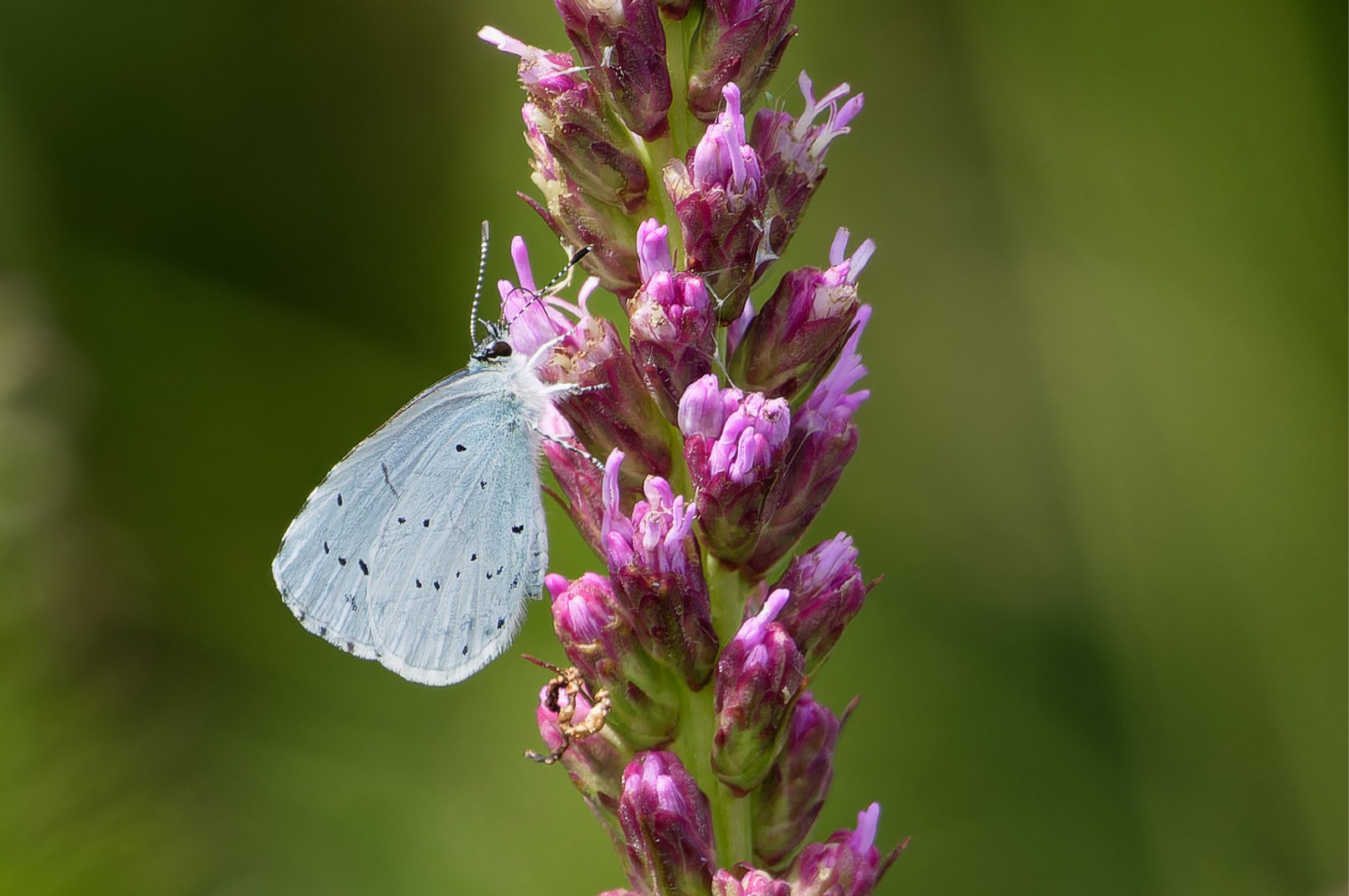 Vrienden Park de Meet Vlindertuin Nectartuin Flora Fauna Nazomeren Boomblauwtje