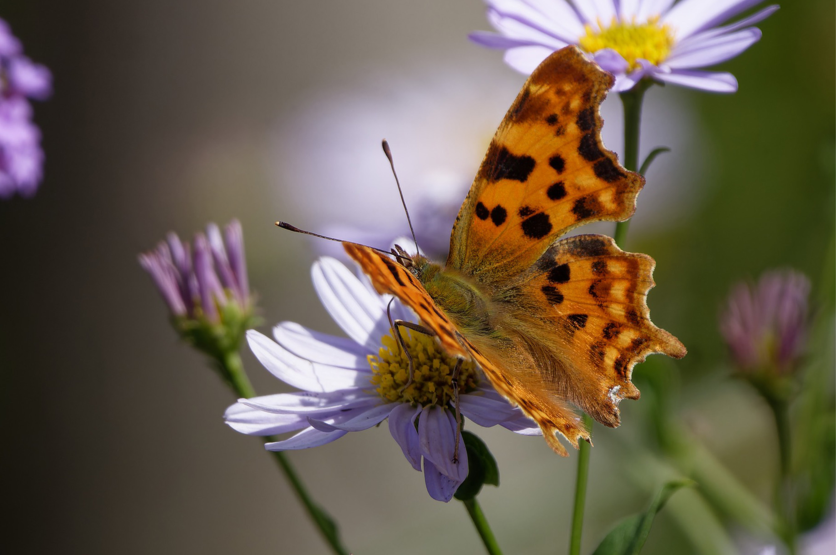 Vrienden Park de Meet Vlindertuin Nectartuin Flora Fauna Nazomeren Gehakkelde aurelia