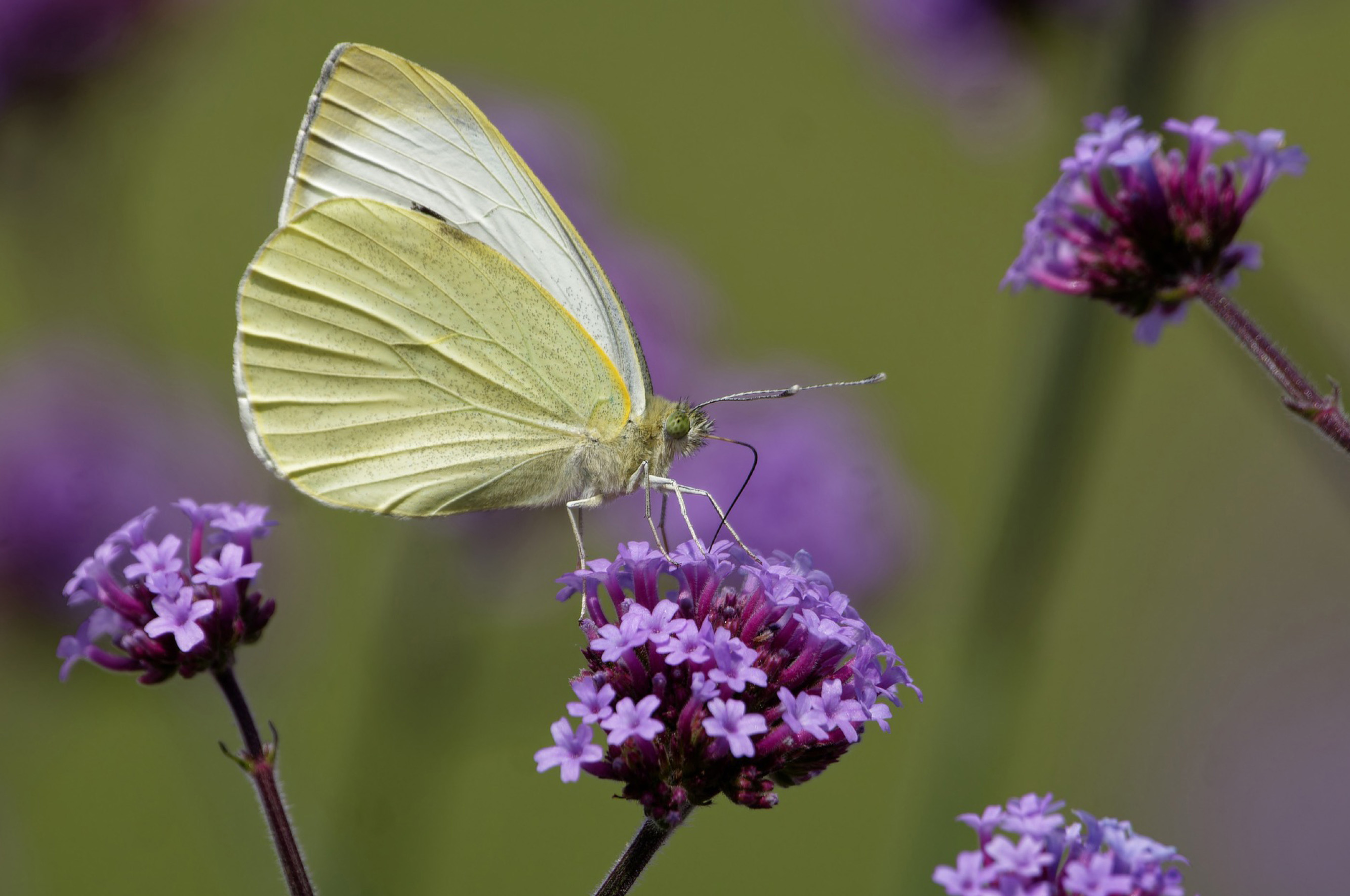 Vrienden Park de Meet Vlindertuin Nectartuin Flora Fauna Nazomeren Groot koolwitje
