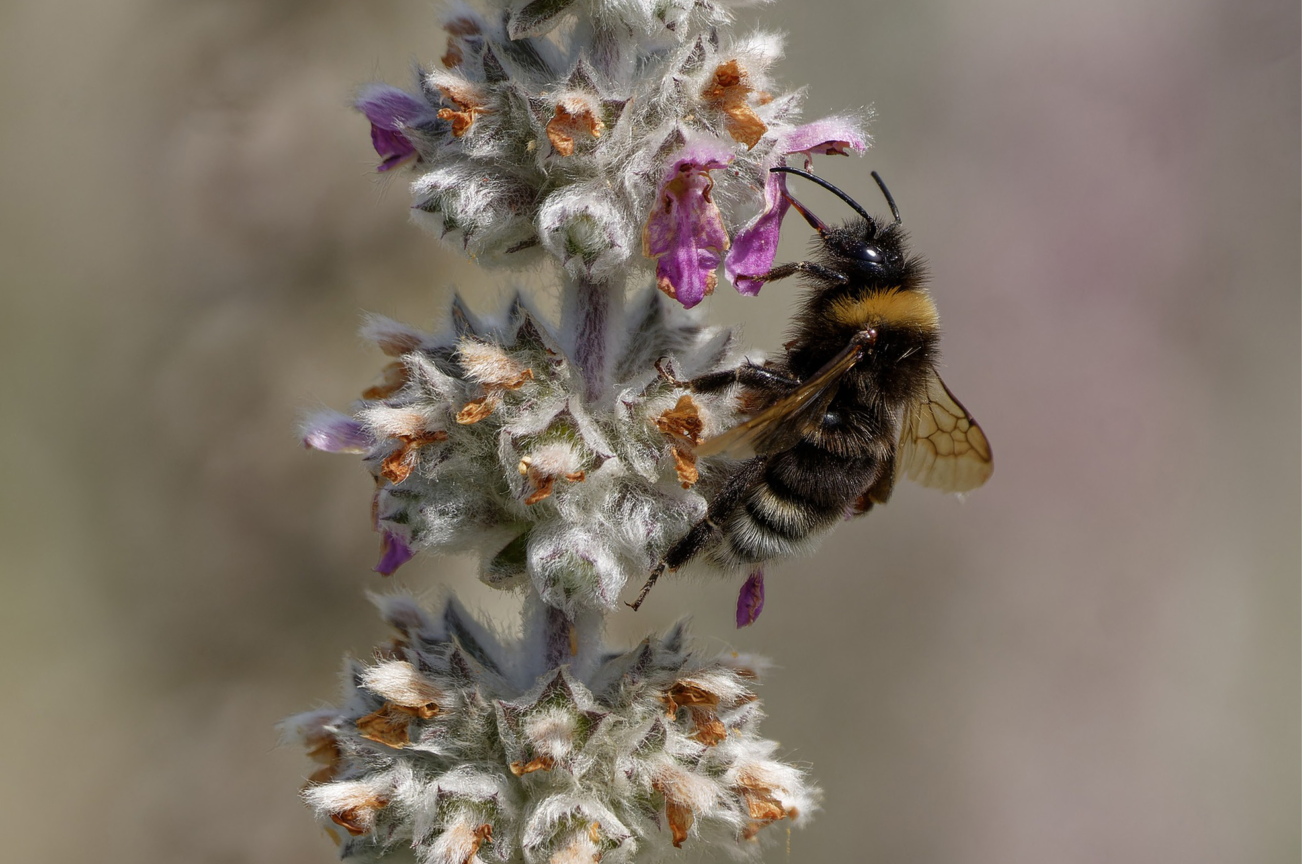 Vrienden Park de Meet Vlindertuin Nectartuin Flora Fauna Nazomeren Grote koekoekshommel